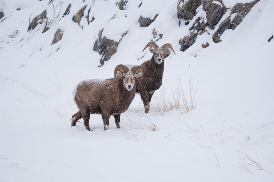 When Did it Snow in Los Angeles: Here’s the Timeline - Environment LA